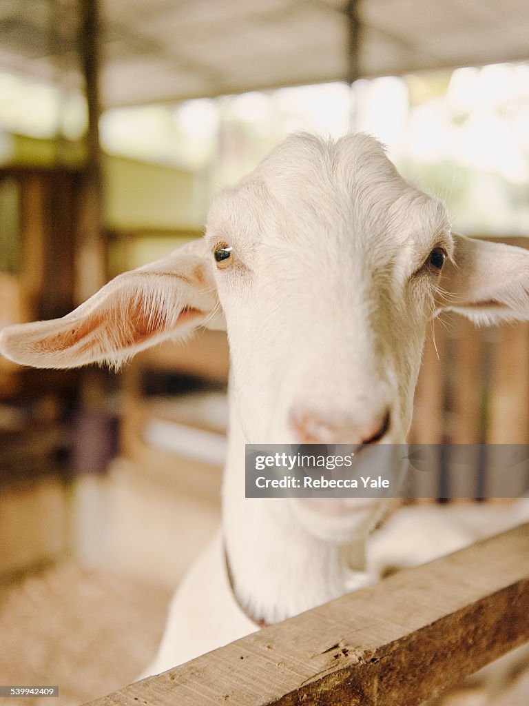 Goat Portrait