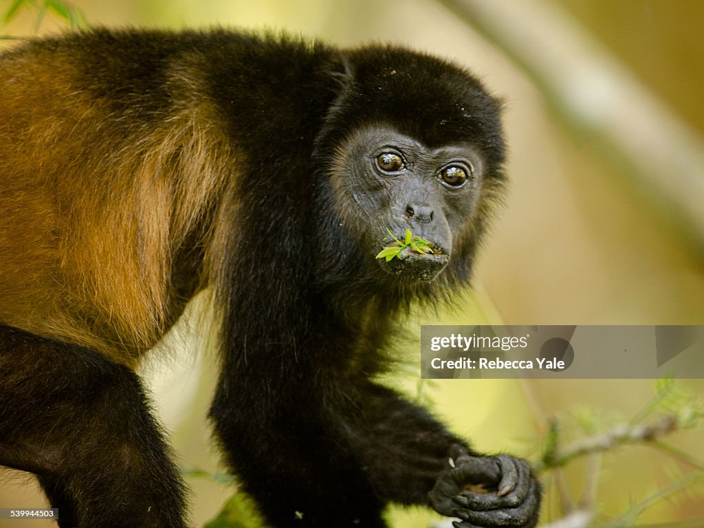 Howler Monkey Snacking