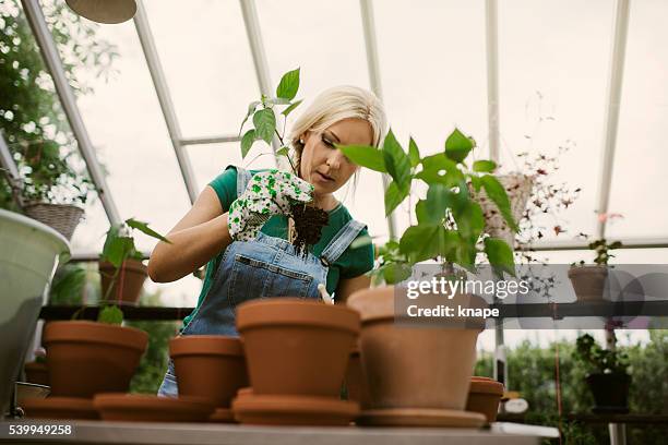 woman gardening in greenhouse replanting plant - reforestation stock pictures, royalty-free photos & images