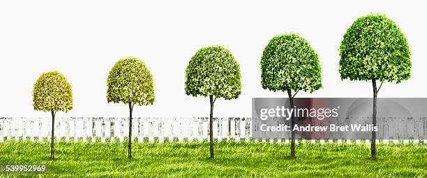 illustrations, cliparts, dessins animés et icônes de row of topiary trees in stages of growth - art topiaire