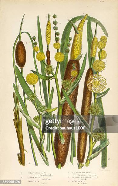 ilustraciones, imágenes clip art, dibujos animados e iconos de stock de macis de lámina de, láminas, fresa reed, typha, espadaña, botánico victoriano ilustración - planta de agua