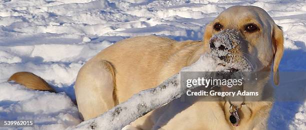 a dog in the snow - hatboro photos et images de collection