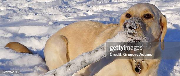 a dog in the snow - hatboro stock pictures, royalty-free photos & images