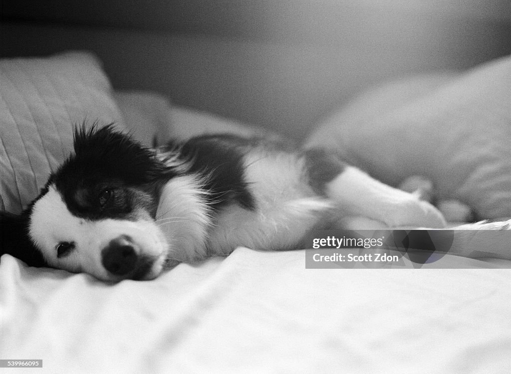 Australian Shepherd on bed