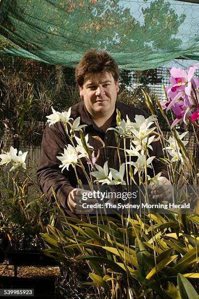 Orchid grower David Banks amongst his plants-Laelia anceps- in Northmead, 8 May 2006. SMH Picture by NATALIE BOOG