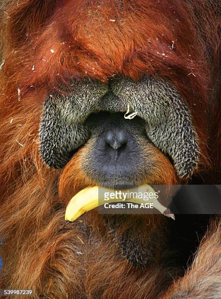Melbourne Zoo where orangutans eat bananas donated by a Queensland grower. THE AGE picture by CRAIG SILLITOE.