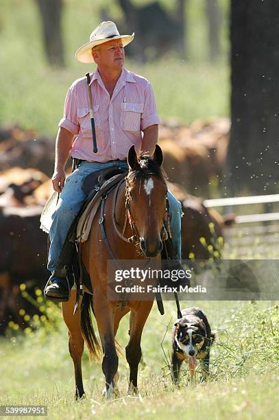 Drover, John Lawler, from Scone doing his last drive of 860 Cattle to trucks in Gunnedah off to sale in Dubbo, NSW.