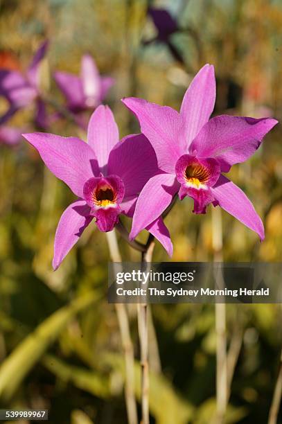 Orchid grower David Banks' Laelia anceps, in Northmead, 8 May 2006. SMH Picture by NATALIE BOOG