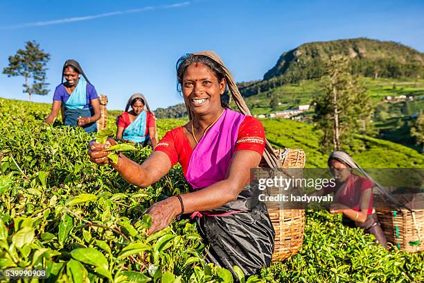 tamil femmes plucking feuilles de thé de ceylan à plantation, - sri lanka and tea plantation photos et images de collection