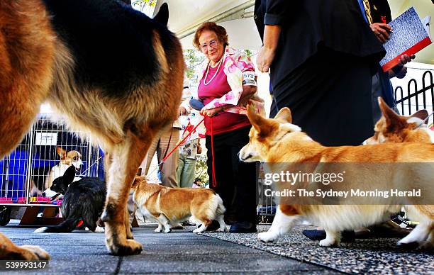 Hudson the Cardigan Welsh Corgi, best of Breed at the Sydney Royal Easter Show 2006, 11 April 2006. SMH Picture by BRENDAN ESPOSITO