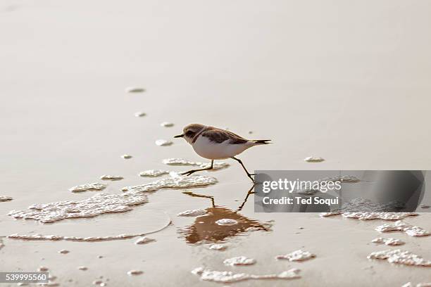 Western Snowy Plover. This small bird is listed as a threatened on the endangered species list due to loss of safe breeding habitats. The plover...