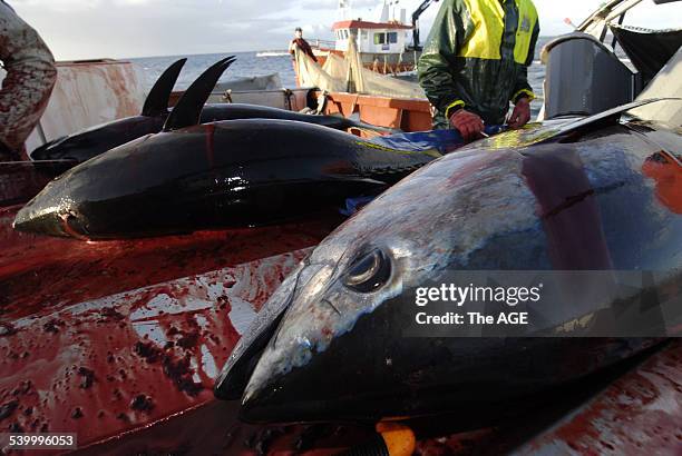 Tuna fisherman harvest fish from the off shore enclosure at Port Lincoln. Picture taken August 17, 2006. THE AGE NEWS Picture by DAVID MARIUZ.