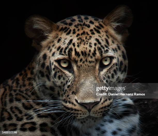 Normal Leopard 1,206 Dark Leopard Stock Photos, High-Res Pictures, and Images - Getty ...