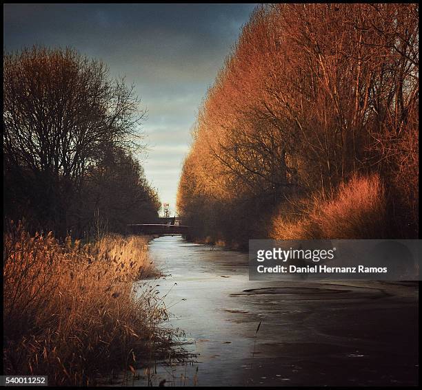 frozen canal with trees on either side. - canal trees stockfoto's en -beelden