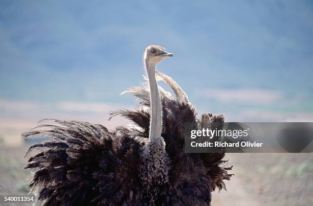 ostrich - ostrich 個照片及圖片檔