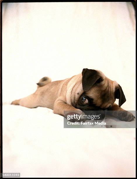 Pug dog puppy, 25 November 2001. AFR Picture by LOUISE KENNERLEY