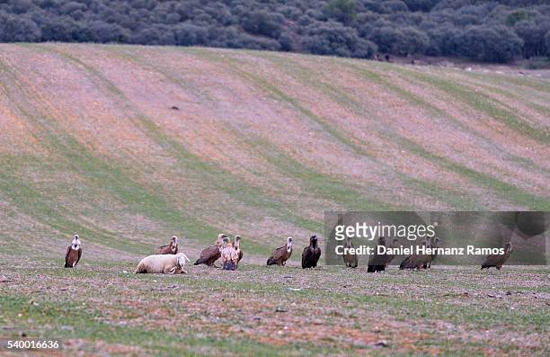 southern european wild life. vultures surrounding a live sheep waiting to die - abutre fusco imagens e fotografias de stock