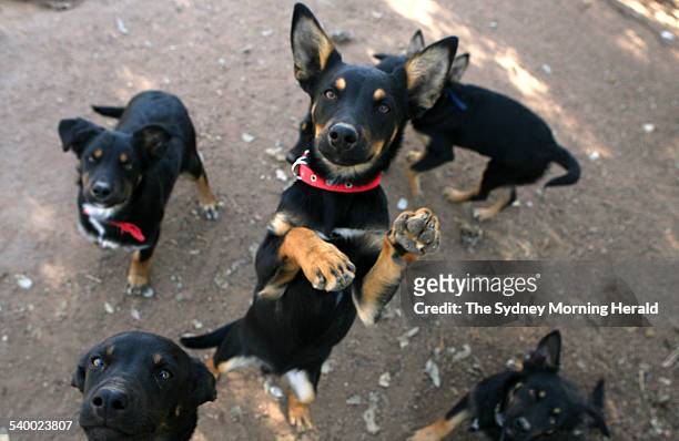 Four-month-old kelpie puppies play at the Winona Kelpie Stud near Gulgong, New South Wales, 13 July 2006. SMH Picture by PETER MORRIS