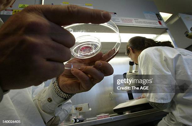 Stem Cell research at the Monash Institute of Reproduction and Development for a story on increased funding for research, 6 May 2004. The AGE Picture...