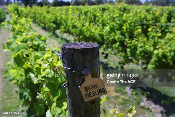 Details from Lyre Bird Hill winery in, Koonwarra, Gippsland, on 12th February, 2002. THE AGE Picture by NEIL NEWITT.