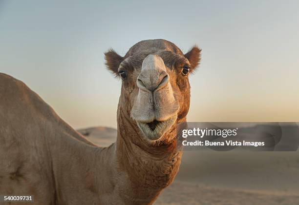 camel watching into the camera - chameau photos et images de collection