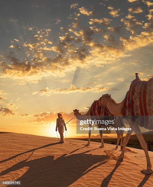 arab man with camels at sunset - dubai desert stock-fotos und bilder