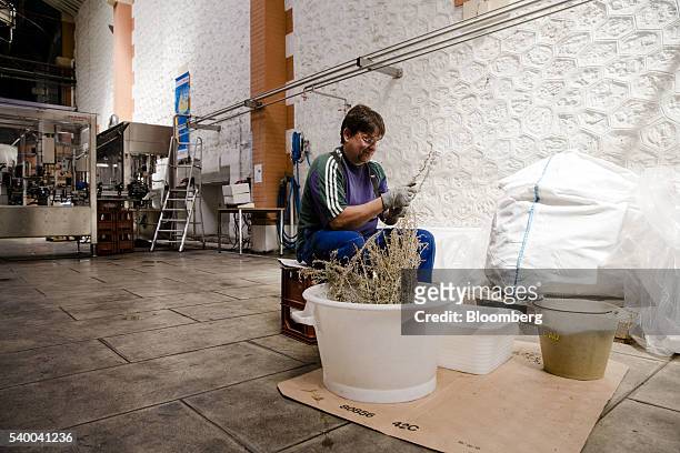 Distiller strips the leaves from sprigs of dried wormwood plant as ingredients are prepared during manufacture inside the absinthe distillery,...