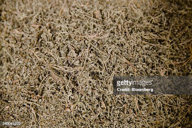Dried wormwood plant leaves sit in a container during manufacture inside the absinthe distillery, operated by Pernod Ricard SA, in Thuir, France, on...