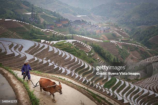 farmer plowing rice terrace with oxen - guangxi-zhuang-autonomous-region-china stock pictures, royalty-free photos & images