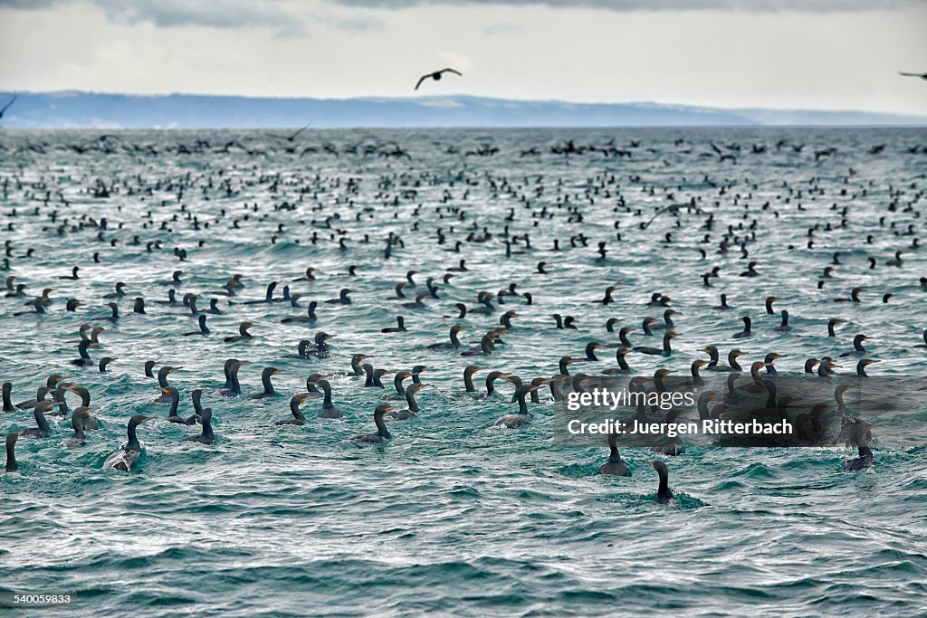 Huge group of cormorants