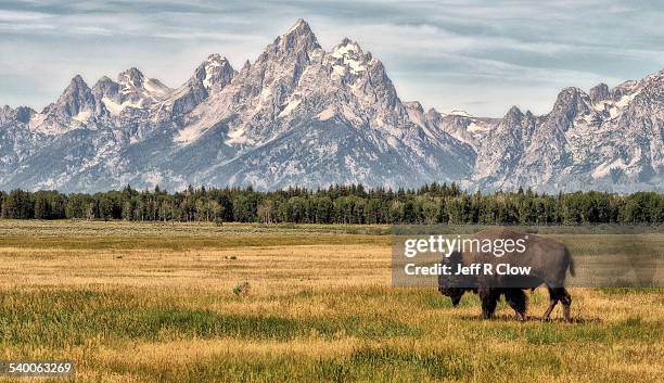 bison in the tetons - oxen stock-fotos und bilder