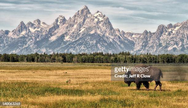 bison in the tetons - jackson wyoming foto e immagini stock