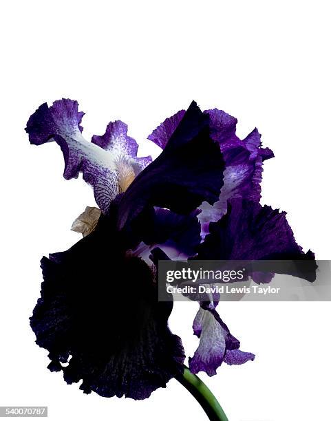 iris - the purple iris stock pictures, royalty-free photos & images