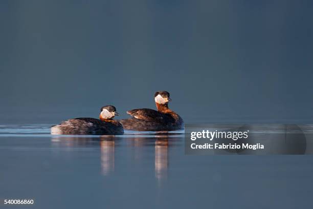 red necked grebe - roodhalsfuut stockfoto's en -beelden