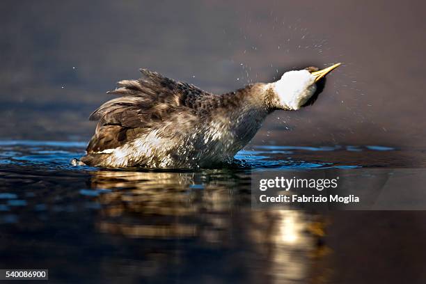 red necked grebe - roodhalsfuut stockfoto's en -beelden