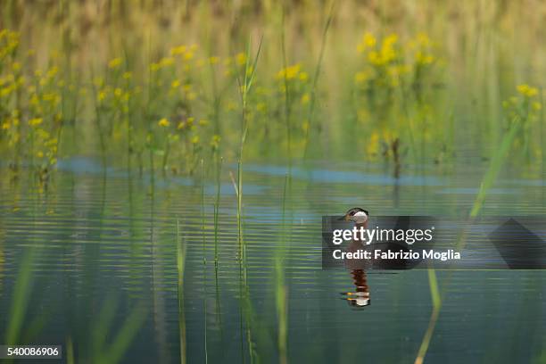 red necked grebe - roodhalsfuut stockfoto's en -beelden