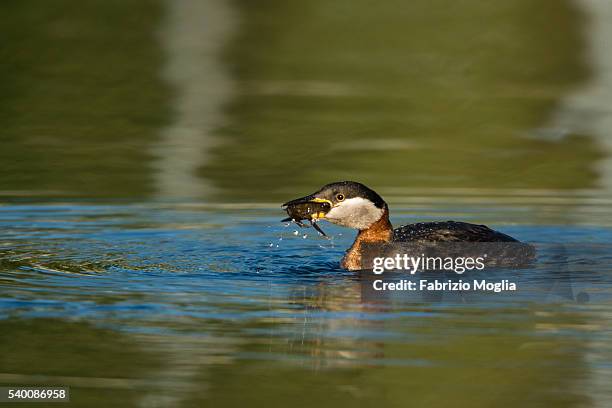 red necked grebe - roodhalsfuut stockfoto's en -beelden