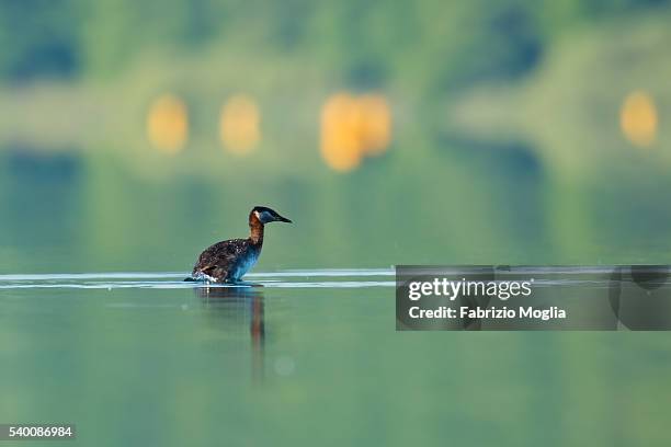 red necked grebe - roodhalsfuut stockfoto's en -beelden