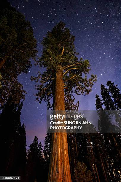 sequoia tree - sequoiabaum stock-fotos und bilder