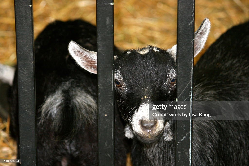 Baby goat behind bars at the State Fair