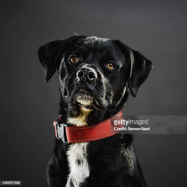 portrait of a mixed dog. - ugly dog stock pictures, royalty-free photos & images