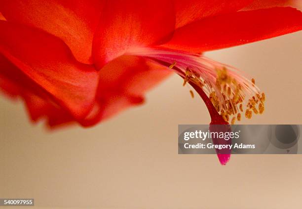 blossom on a christmas cactus - hatboro photos et images de collection