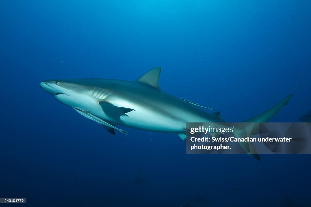 Caribbean Reef Shark with Remoura