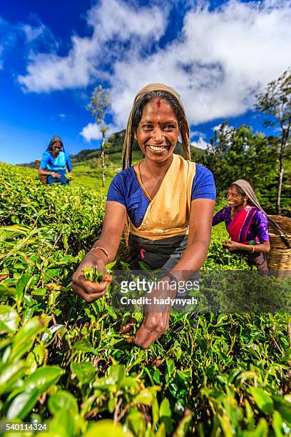 tamil femmes plucking feuilles de thé de ceylan à plantation, - sri lanka and tea plantation photos et images de collection