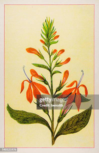cardinal flower - lobelia stock illustrations