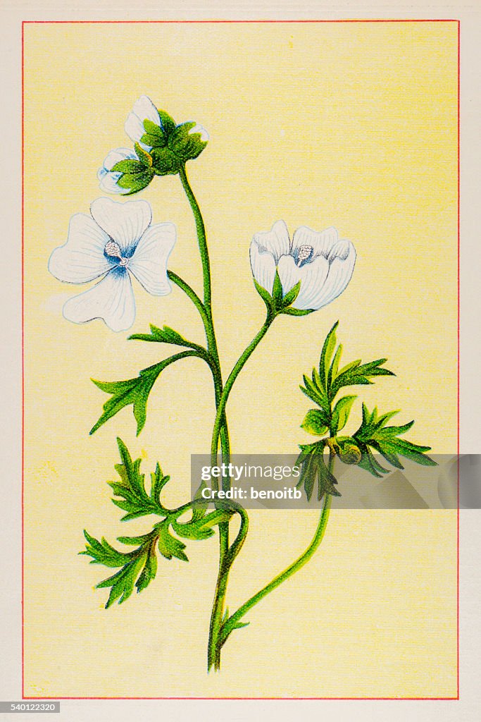 Musk Mallow