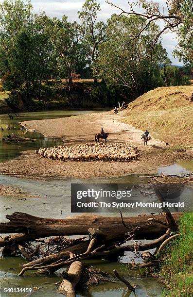 Drover John Dries and his wife Sue herd sheep four miles out of Gunnedah, NSW, 13 May 1997. SMH Picture by ROBERT PEARCE