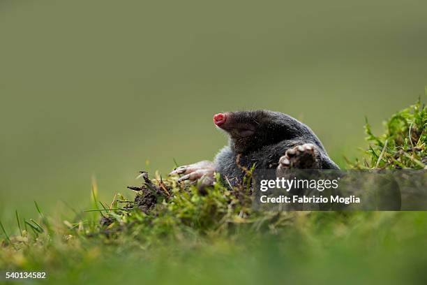 european mole - talpa europaea stock pictures, royalty-free photos & images