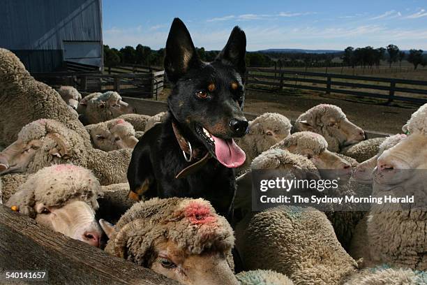 Jack, a two year old kelpie at Colin Sies' Winona kelpie stud near Gulgong, 13 July 2006. SMH Picture by PETER MORRIS