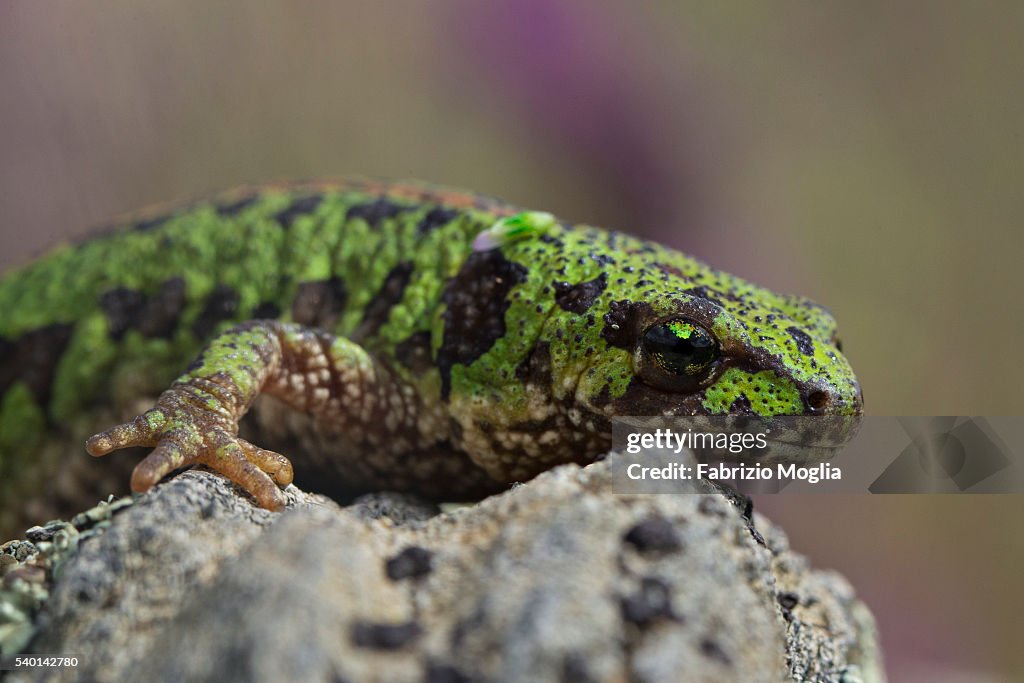 Marbled newt